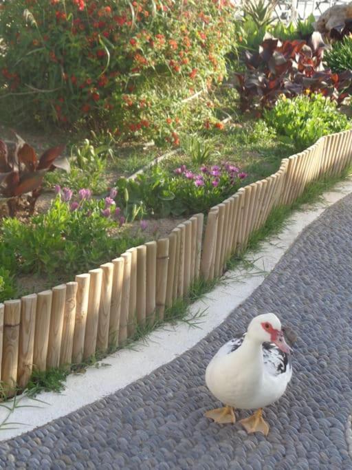 Seashell Apartment Sea View, Castle View 200Metres From The Beach Sitia  Zewnętrze zdjęcie